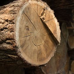 Endangered species of wood